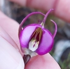 Disperis capensis