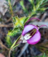 Disperis capensis