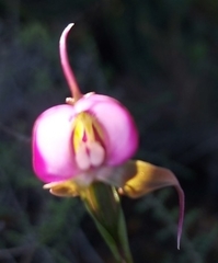 Disperis capensis