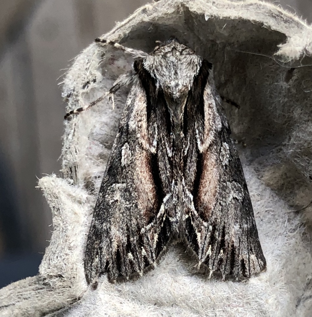 Common Hyppa Moth