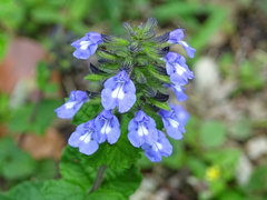 Salvia serotina