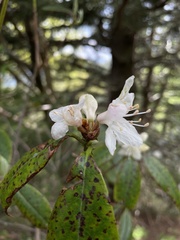 Rhododendron carolinianum
