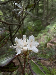 Rhododendron carolinianum