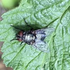 Eudasyphora cyanella