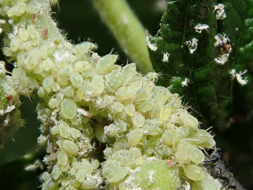 Raspberry Aphid
