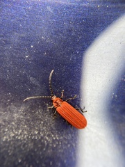 Lopheros rubens