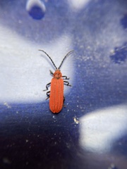 Lopheros rubens