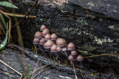 Mycena clarkeana
