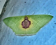 Nemoria astraea