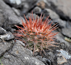 Melocactus macracanthos