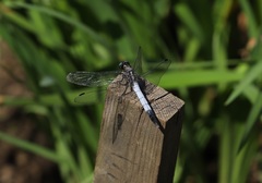 Orthetrum albistylum