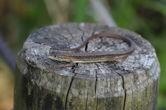 Takydromus tachydromoides