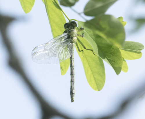 River Clubtail photo 4