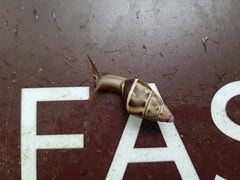 Amphidromus glaucolarynx
