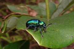 Platycorynus chalybaeus