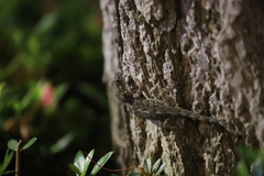 Gekko japonicus