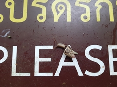 Amphidromus glaucolarynx