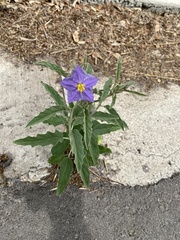 Solanum elaeagnifolium