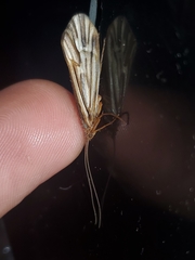 Clistoronia flavicollis