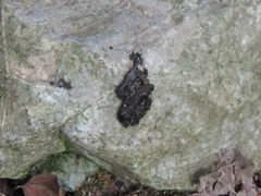 Mustela putorius