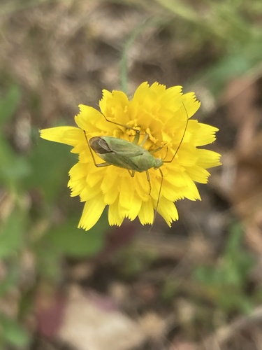 bzdôška dvojbodková (Closterotomus norwegicus)
