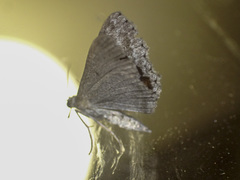 Psilosticha absorpta