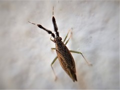 Heterotoma diversipes