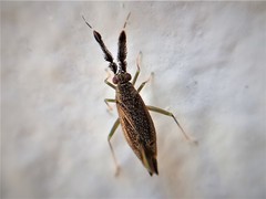 Heterotoma diversipes