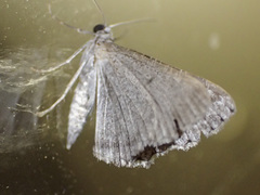 Psilosticha absorpta