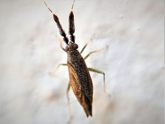 Heterotoma diversipes