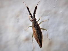 Heterotoma diversipes