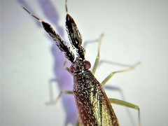 Heterotoma diversipes