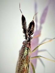 Heterotoma diversipes