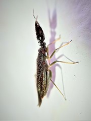 Heterotoma diversipes