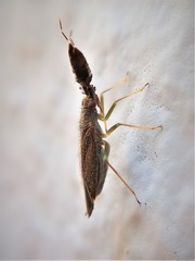 Heterotoma diversipes