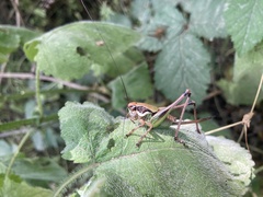 Eupholidoptera magnifica