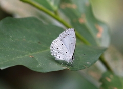 Udara albocaerulea