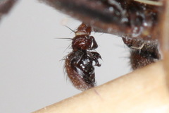 Xysticus audax