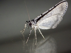 Psilosticha absorpta