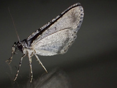 Psilosticha absorpta