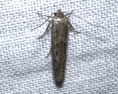 Hypatopa punctiferella