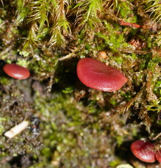 Tubaria rufofulva