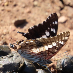 Charaxes achaemenes