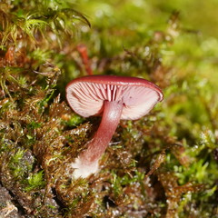 Tubaria rufofulva