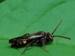 Nomada marshamella
