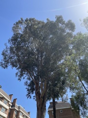 Brachychiton populneus