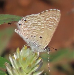 Anthene dulcis dulcis