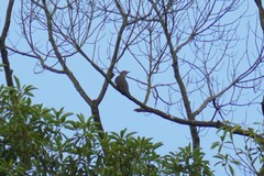 Cuculus poliocephalus