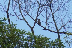 Cuculus poliocephalus