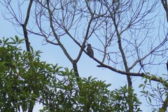 Cuculus poliocephalus